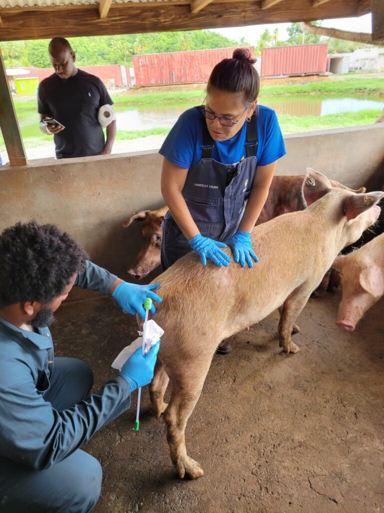 Saint Lucian pig farmers and technicians engage in comprehensive training to grow pork industry