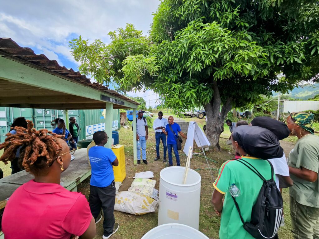 St Kitts and Nevis’ sweet pepper and lettuce farmers work to increase productivity and yields