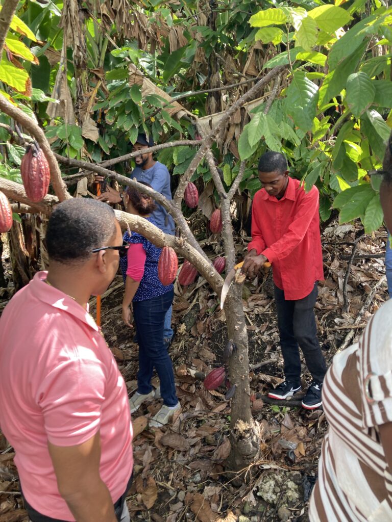 FAO workshop aimed to enhance Grenada’s production of premium, high-quality cocoa