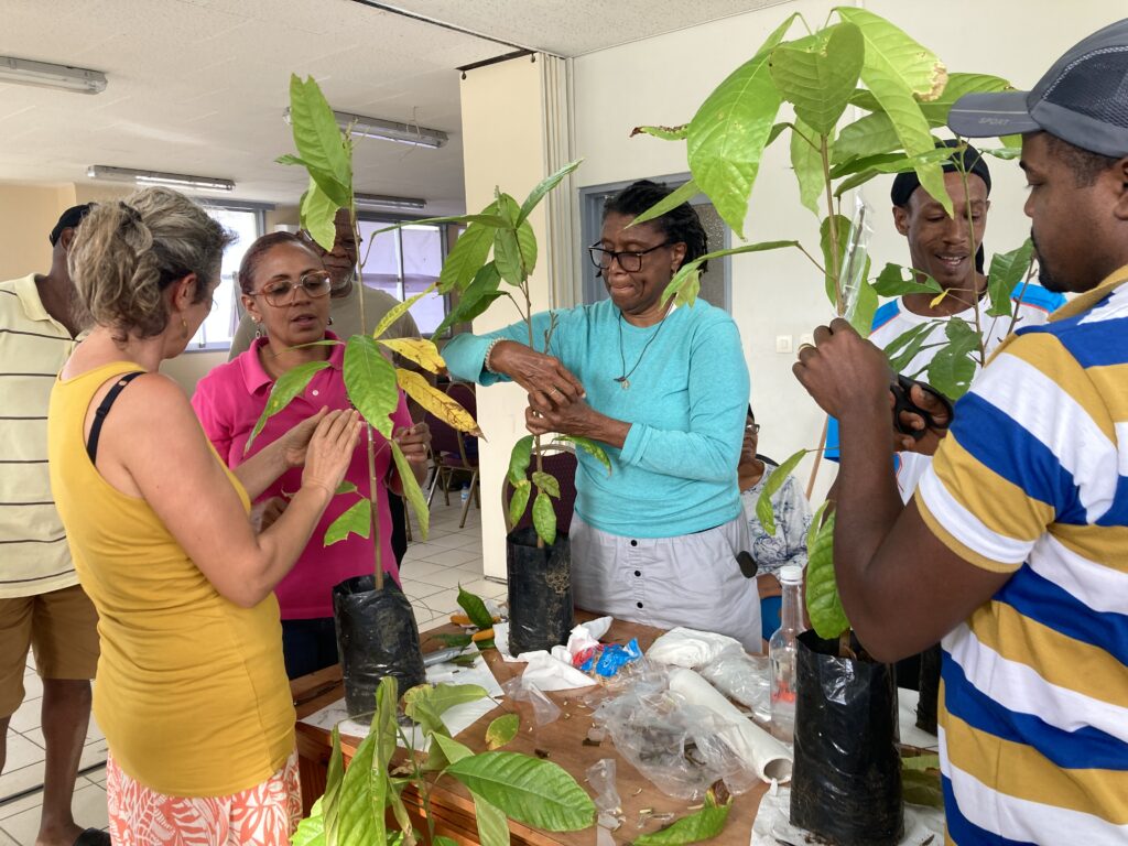 Boosting Dominica’s Specialty Cocoa Production and Quality