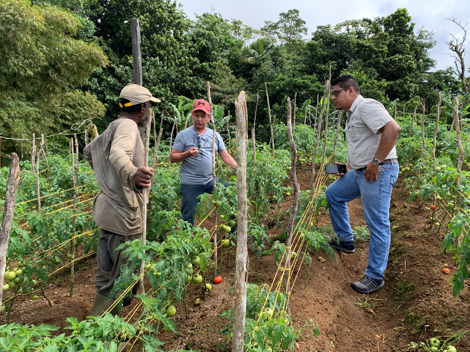 FAO promotes biological control in collaboration with Zamorano University to support farmers in St. Lucia